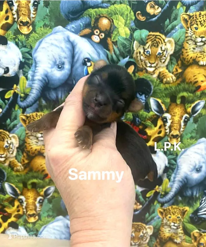 Tiny Sammy male