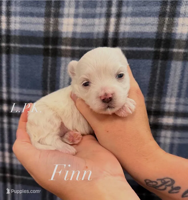 Finn – Maltese puppy for sale in Winnsboro, LA