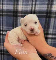 Finn, a male Maltese for sale in Winnsboro, LA – 1 of 1