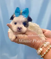 Tiny Minnie Pearl, a female Mal Shi for sale in Winnsboro, LA – 1 of 2