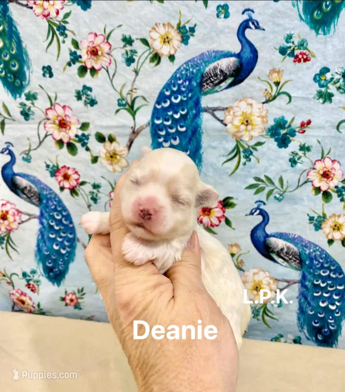 Tiny Deanie 