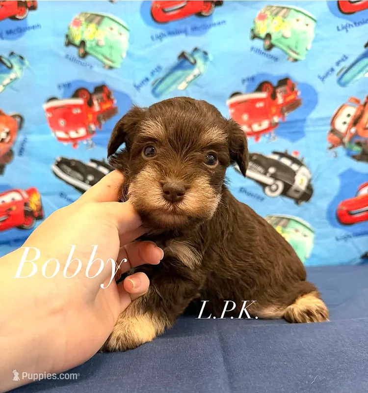 Mini Bobby male – Miniature Schnauzer puppy for sale in Winnsboro, LA