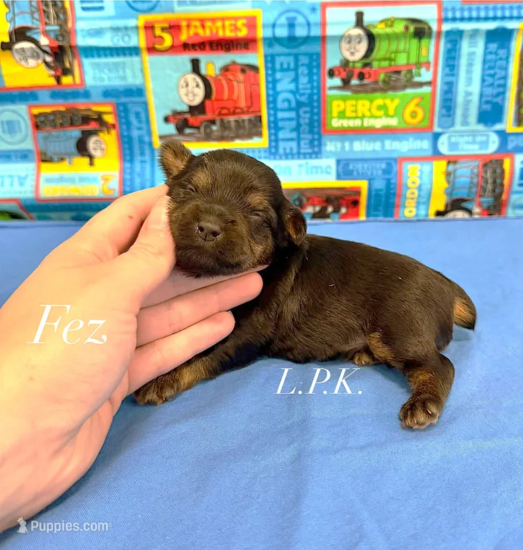 Tiny Fez male  – Yorkshire Terrier puppy for sale in Winnsboro, LA