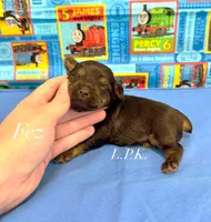 Tiny Fez male , a male Yorkshire Terrier for sale in Winnsboro, LA – 1 of 1