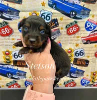 Mini Stetson Long coat, a male Miniature Dachshund for sale in Winnsboro, LA – 1 of 1