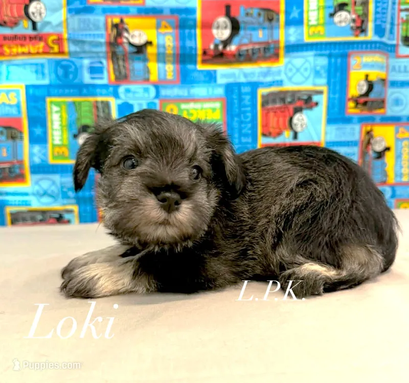 Mini Loki male – Miniature Schnauzer puppy for sale in Winnsboro, LA