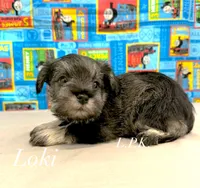 Mini Loki male, a male Miniature Schnauzer for sale in Winnsboro, LA – 1 of 3