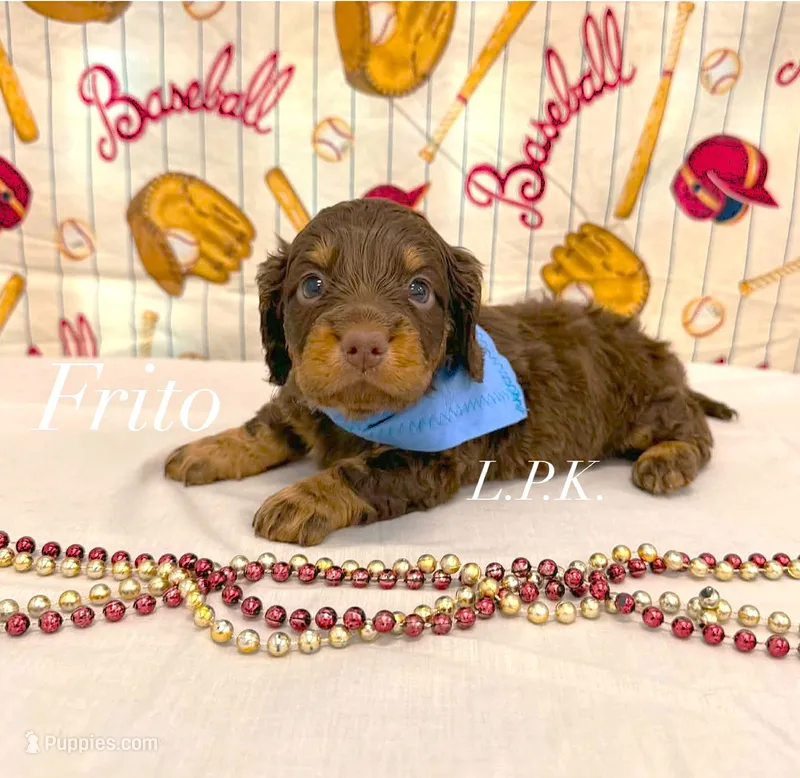 Mini Long coat Frito – Miniature Dachshund puppy for sale in Winnsboro, LA
