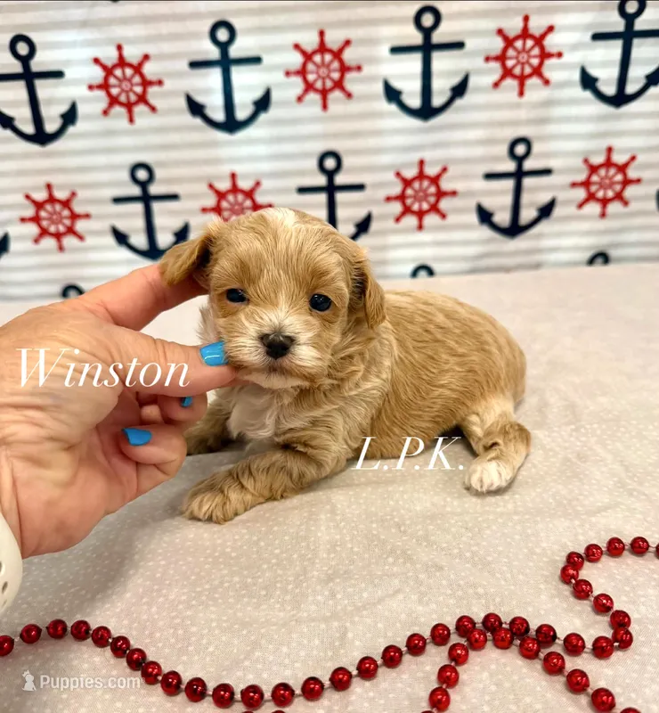 Tiny Winston – Maltipoo puppy for sale in Winnsboro, LA