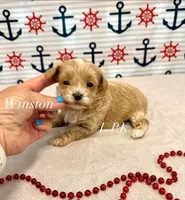 Tiny Winston, a male Maltipoo for sale in Winnsboro, LA – 1 of 2