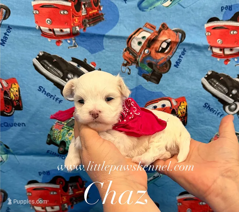 Tiny chaz – Maltese puppy for sale in Winnsboro, LA