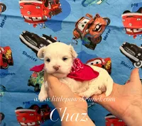 Tiny chaz, a male Maltese for sale in Winnsboro, LA – 1 of 2