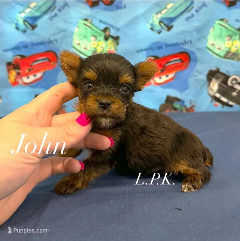 Tiny John male – Yorkshire Terrier puppy for sale in Winnsboro, LA