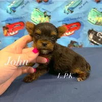 Tiny John , a male Yorkshire Terrier for sale in Winnsboro, LA – 1 of 3