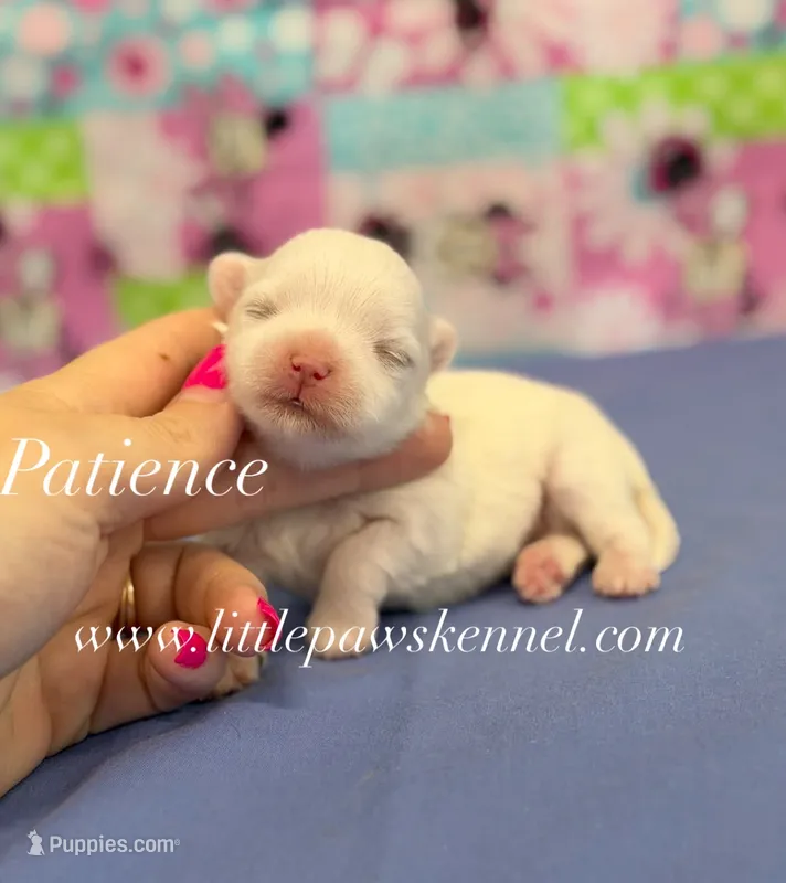 Patience – Maltese puppy for sale in Winnsboro, LA