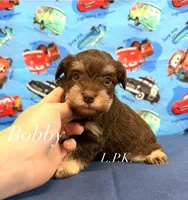 Mini Bobby male, a male Miniature Schnauzer for sale in Winnsboro, LA – 3 of 3