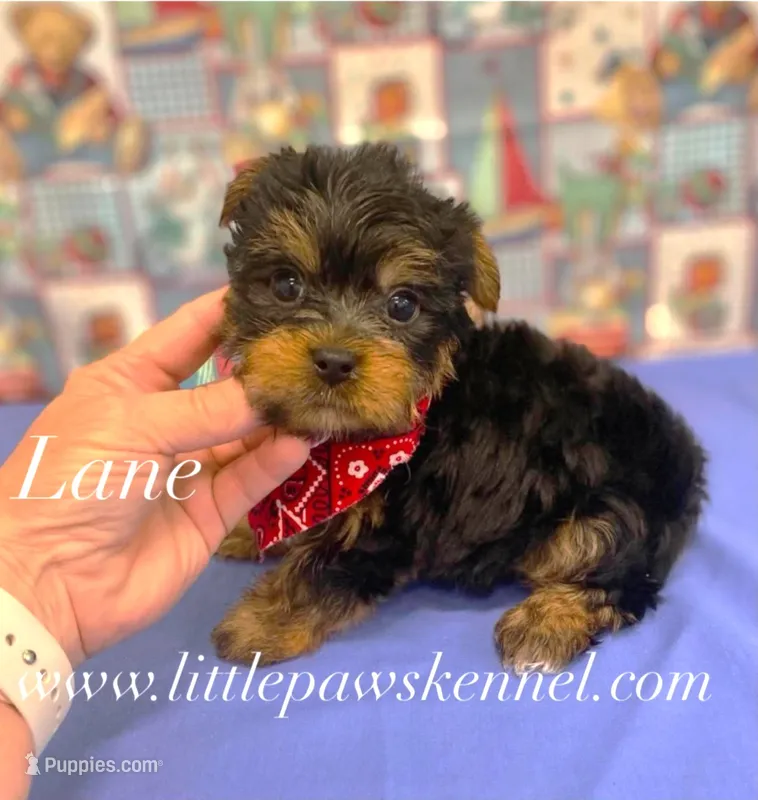 Tiny Lane  – Yorkshire Terrier puppy for sale in Winnsboro, LA
