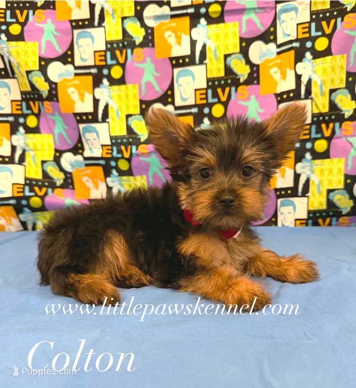 Tiny Colton  – Yorkshire Terrier puppy for sale in Winnsboro, LA