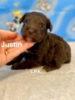 (BBB Accredited )Mini Justin, a male Miniature Schnauzer for sale in Winnsboro, LA – Photo 1 of 2