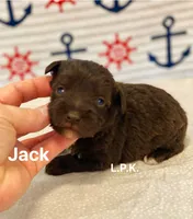 (BBB Accredited )Mini Justin, a male Miniature Schnauzer for sale in Winnsboro, LA – Photo 2 of 2