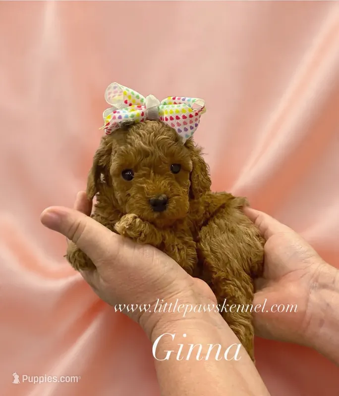 Ginna – Poodle - Toy  puppy for sale in Winnsboro, LA