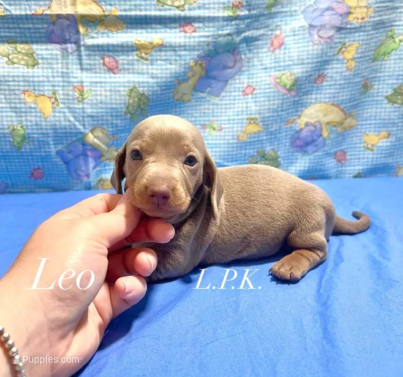 Mini Leo male – Miniature Dachshund puppy for sale in Winnsboro, LA