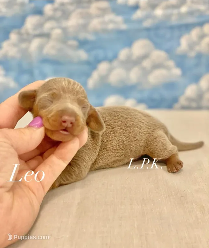 Mini Leo male – Miniature Dachshund puppy for sale in Winnsboro, LA