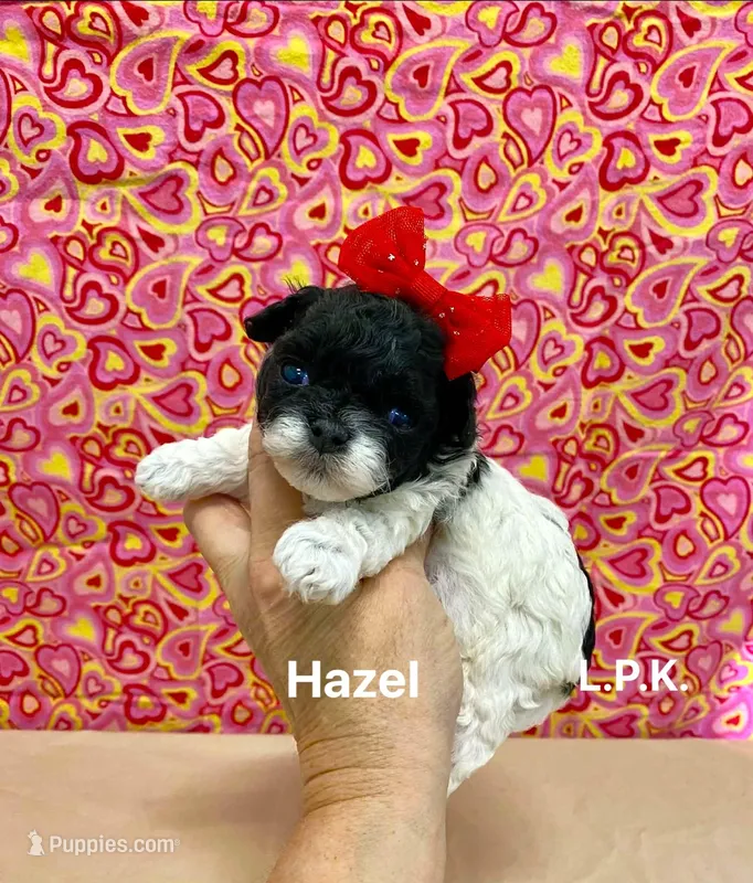 Tiny Hazel female BBB accredited