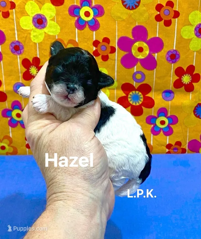 Tiny Hazel female BBB accredited