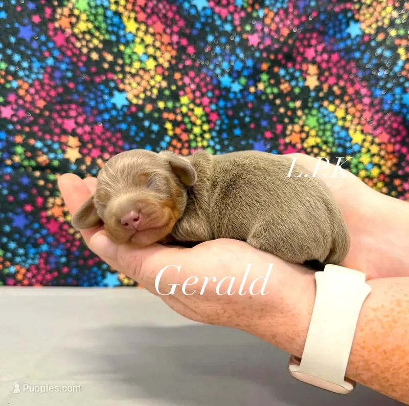 Gerald – Miniature Dachshund puppy for sale in Winnsboro, LA