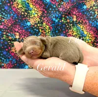 Gerald, a male Miniature Dachshund for sale in Winnsboro, LA – 1 of 1
