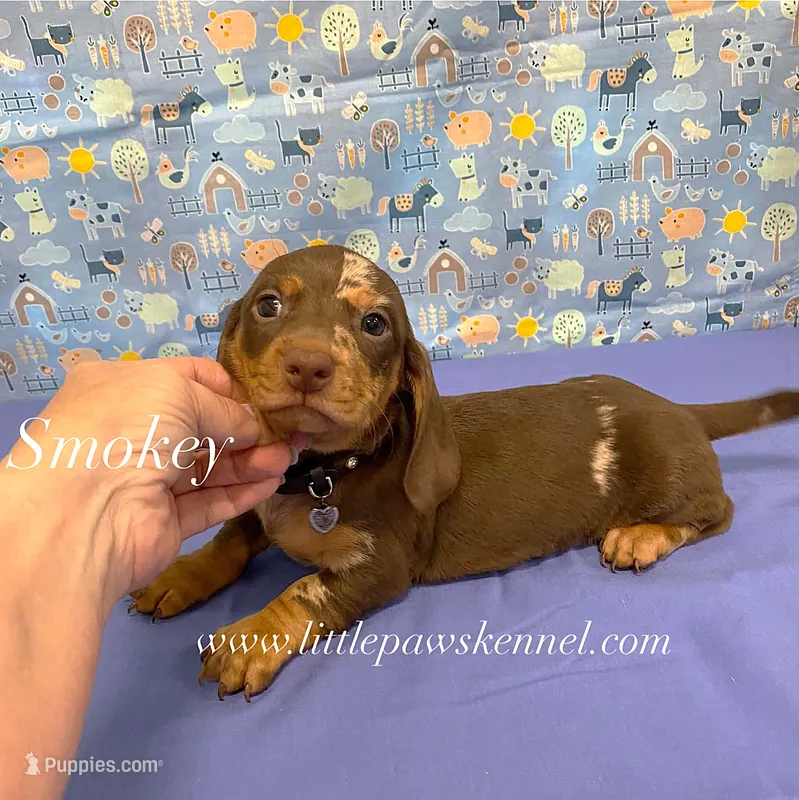 Mini smokey male – Miniature Dachshund puppy for sale in Winnsboro, LA