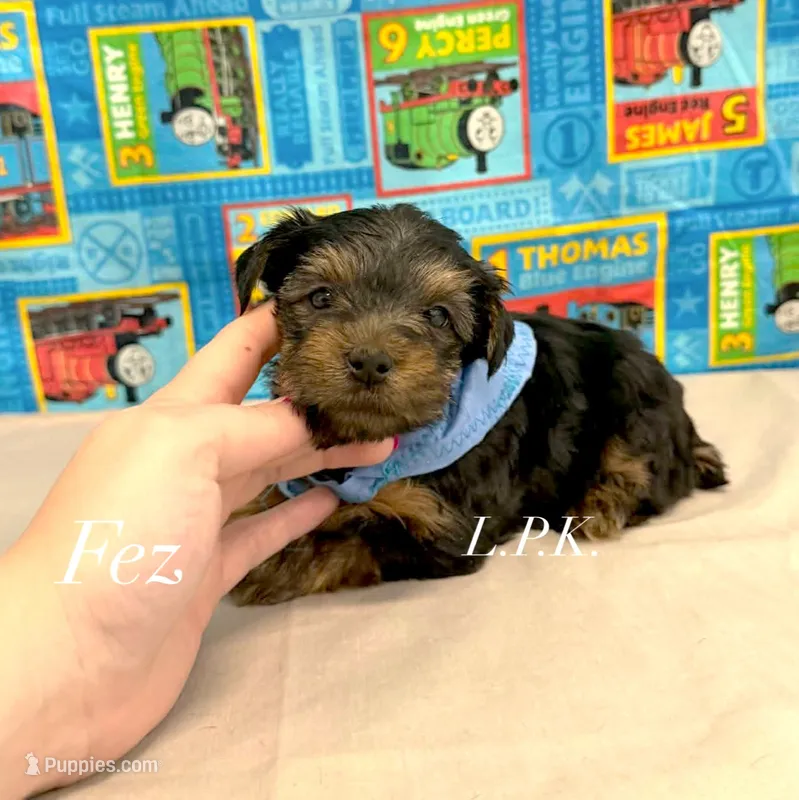 Tiny Fez male  – Yorkshire Terrier puppy for sale in Winnsboro, LA