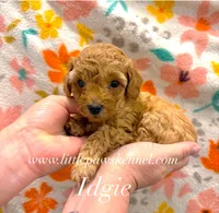 Tiny Idgie, a female Poodle - Toy  for sale in Winnsboro, LA – 1 of 2