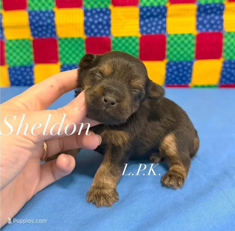 Tiny sheldon male – Yorkshire Terrier puppy for sale in Winnsboro, LA