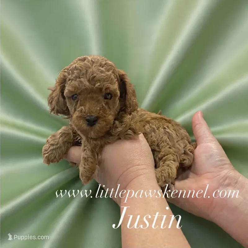 Justin – Poodle - Toy  puppy for sale in Winnsboro, LA