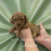 Justin, a male Poodle - Toy  for sale in Winnsboro, LA – 1 of 1