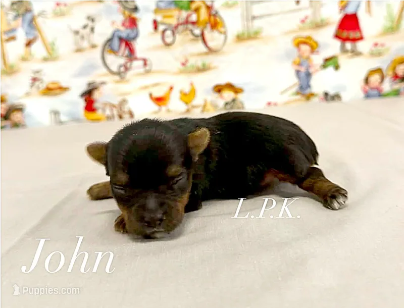 Tiny John male – Yorkshire Terrier puppy for sale in Winnsboro, LA