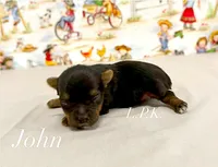 Tiny John male, a male Yorkshire Terrier for sale in Winnsboro, LA – 1 of 1