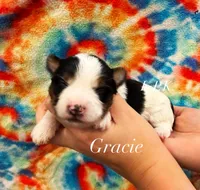 Grace, a female Yorkshire Terrier for sale in Winnsboro, LA – 1 of 1