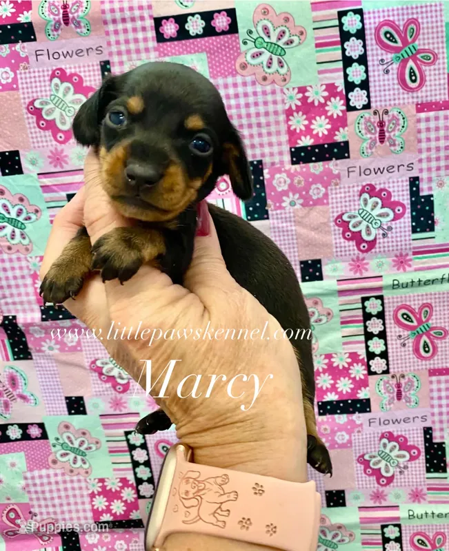Marcy – Miniature Dachshund puppy for sale in Winnsboro, LA