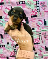 Marcy, a female Miniature Dachshund for sale in Winnsboro, LA – 1 of 1