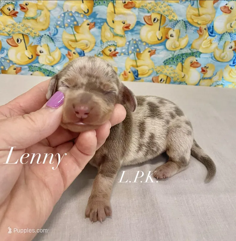 Mini Lenny male – Miniature Dachshund puppy for sale in Winnsboro, LA