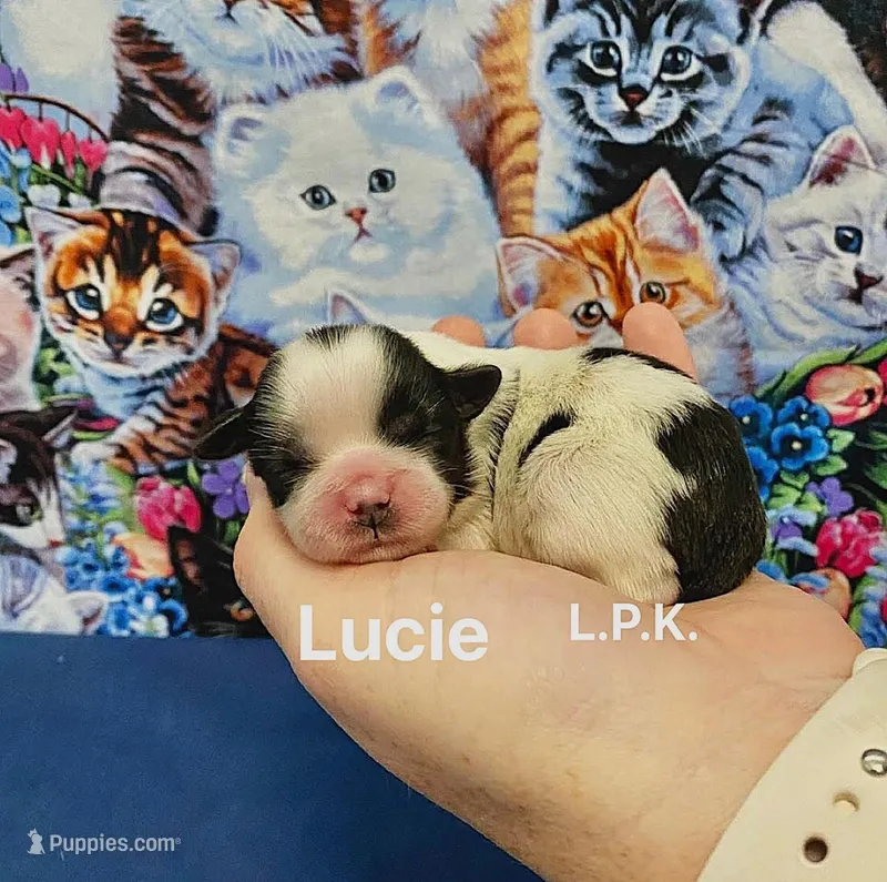 Tiny Toy Lucie Shihtzu puppy – Shih Tzu puppy for sale in Winnsboro, LA