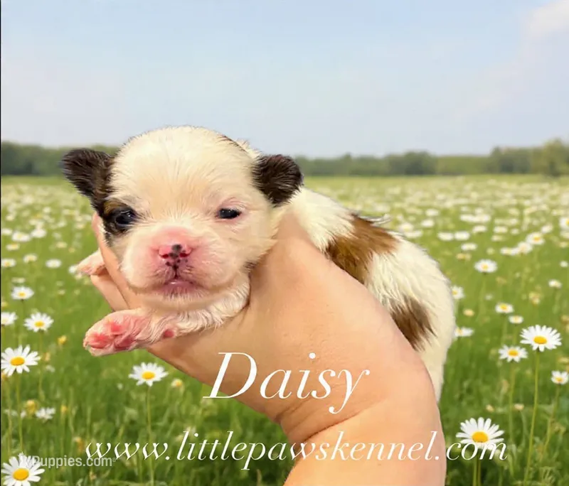 Daisy – Mal Shi puppy for sale in Winnsboro, LA