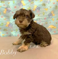 Mini Bobby male, a male Miniature Schnauzer for sale in Winnsboro, LA – 2 of 3