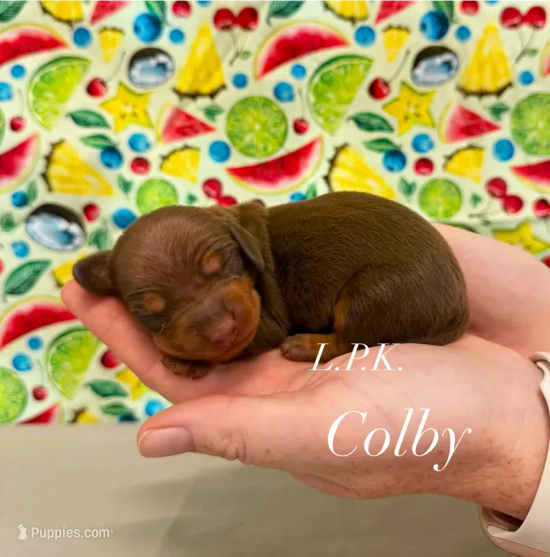 Colby – Miniature Dachshund puppy for sale in Winnsboro, LA
