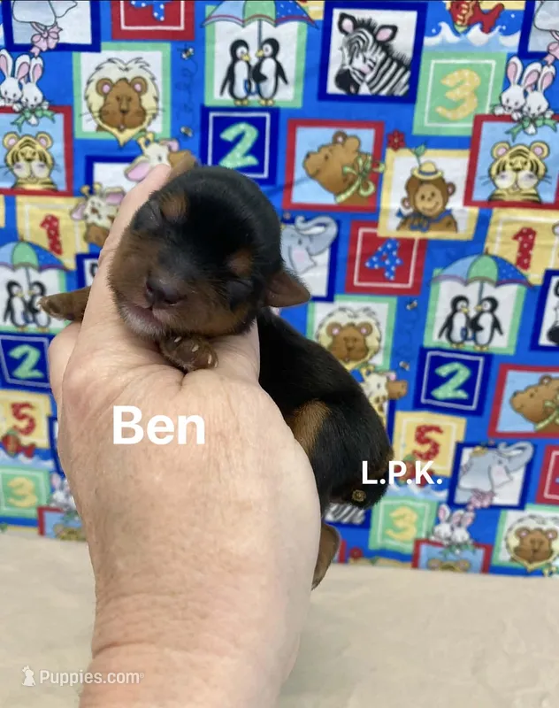 Tiny Ben BBB Accredited Breeder