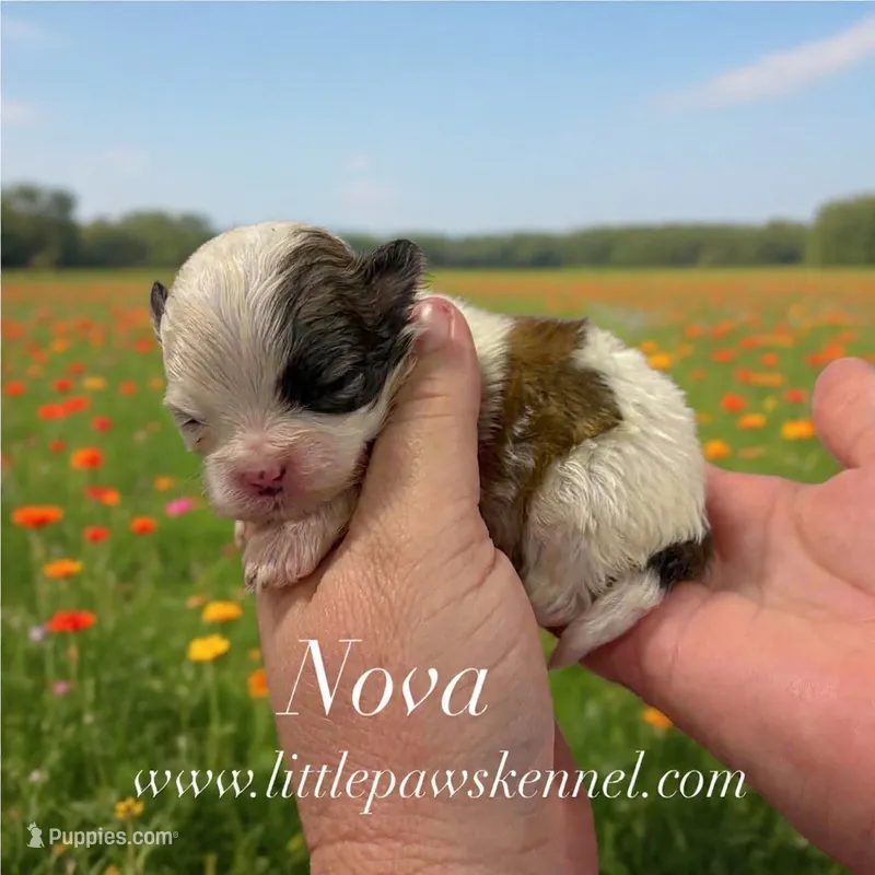 Nova – Mal Shi puppy for sale in Winnsboro, LA