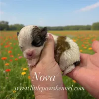 Nova, a female Mal Shi for sale in Winnsboro, LA – 1 of 1